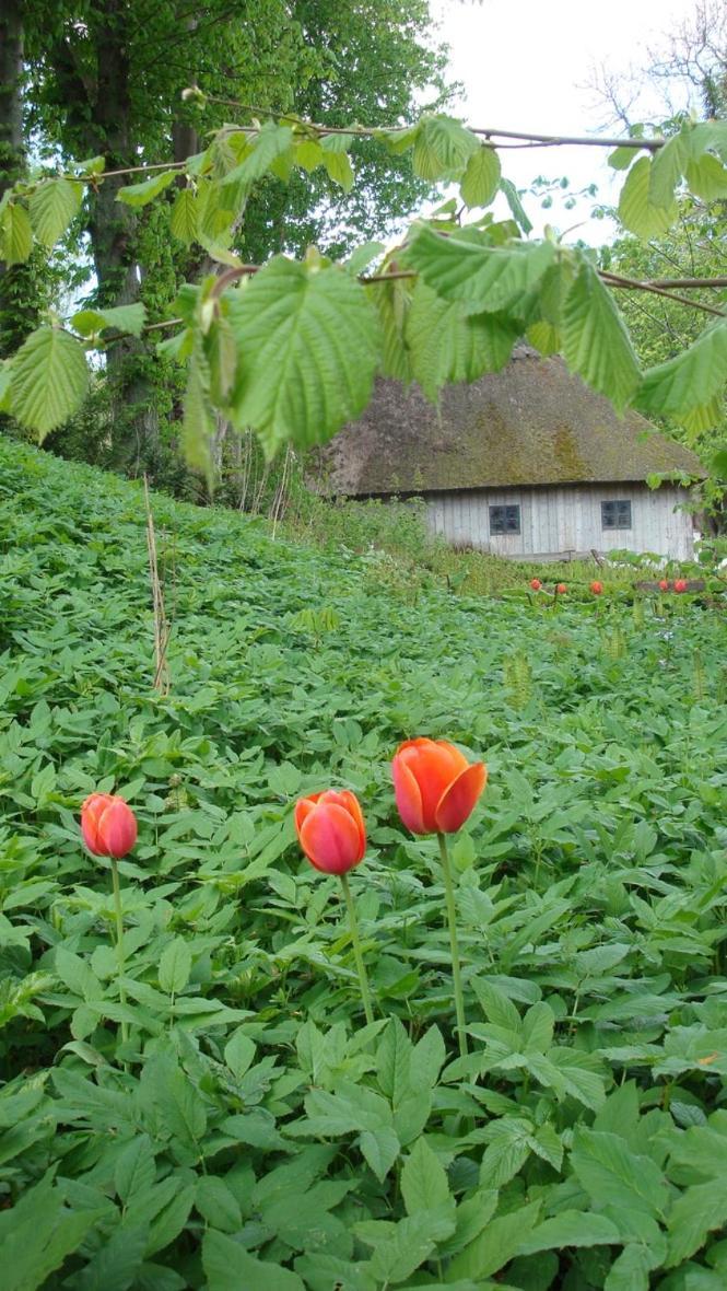 Lillemollens Bed & Breakfast Orbaek  Екстер'єр фото